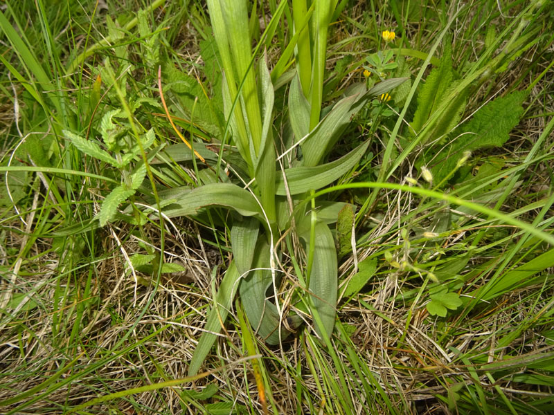 Neotinea tridentata - Cimone (TN)